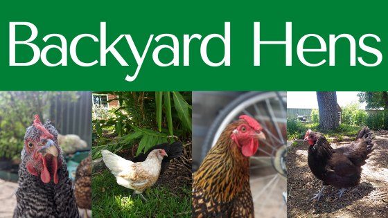 Backyard Hens - My Chicken Story